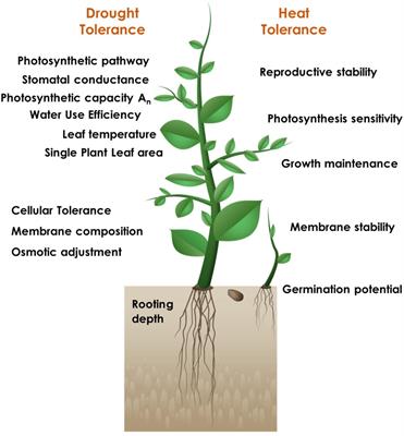 Multiple Stressors in Vegetable Production: Insights for Trait-Based Crop Improvement in Cucurbits